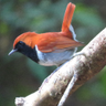やっとこ大尉 profil fotoğrafı
