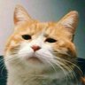 Kaei's profile picture