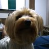 Amarildo's profile picture