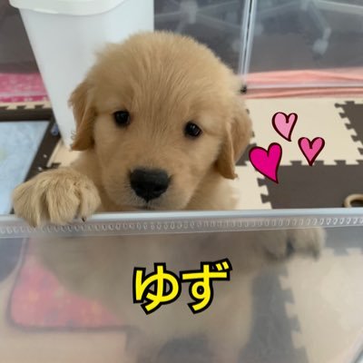 ゆず☀️ゴールデンレトリバー's profile picture