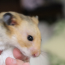 いいかげん眠らないとまずい🐹's profile picture