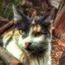 Profilbild von Lumyr