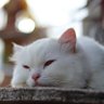 Niinew profil fotoğrafı
