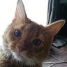 あめ🐱猫さん証券株式会社CEO😼 的头像