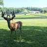 Profilbild von Deer Roger