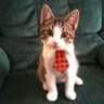 Profilbild von Le chat amusant