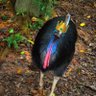 King Cassowary 的头像