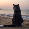 癒しのデブ猫❤︎ティーくん(≧∇≦) 的头像