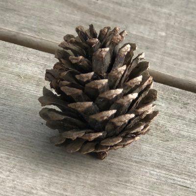 TinyHaruru's profile picture