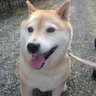 ひめしば's profile picture
