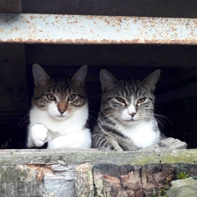 Die_Klimt_Katzen's profile picture