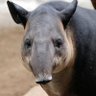Фото профиля El Tapir de la Creació