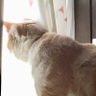 pipi 的头像