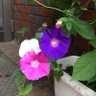 Фото профиля 240901しまみ