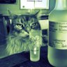 Alberta Cat's profile picture