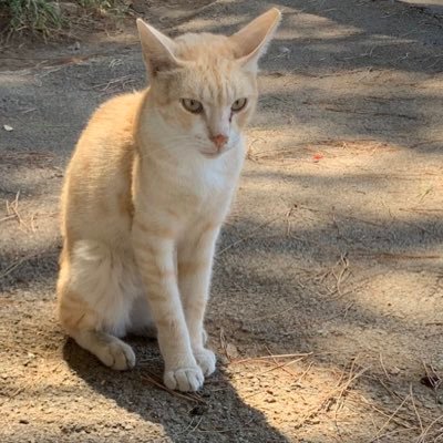 😻I PELOSETTI DEL MARE😻 In ricordo di Zenzero ❤️'s profile picture