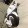 すし's profile picture