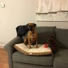 Dennis Boyd's profile picture