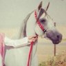 Nasser's profile picture