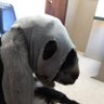 Mnemosyne's profile picture