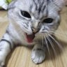 lzhayy's profile picture