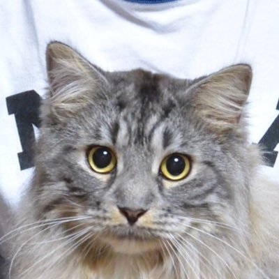 ケモ's profile picture