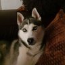 Mak profil fotoğrafı