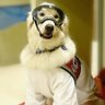 Sampson the Service Dog profil fotoğrafı