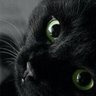 🍁🖤🎃🐈⬛💀Spooky Scary Smelly Cat💀🐈⬛🎃🖤🍁's profile picture