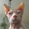 Profilbild von Rednec