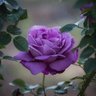 𝓛𝓪𝓿𝓮𝓷𝓭𝓮𝓻 Shiloh ✨🌹✨ 的头像