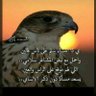 **** الشمالي ****'s profile picture