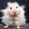 Muffled Voice's profile picture