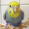ももぺん profil fotoğrafı