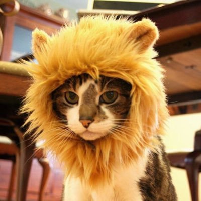 Mačor Ludak's profile picture