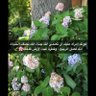 Фото профиля Najwa Alamer
