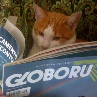 decebalulus's profile picture