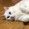 もふ介's profile picture