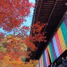 陌客 的头像