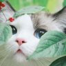 Profilbild von Dulcinea