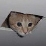 gatonoteto's profile picture