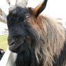 Фото профиля ...and still the GOAT
