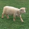 sheep🐑's profile picture