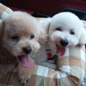 🐩こむぎ15歳♪🐩むぎ君5歳! 的头像