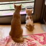 HIDEKIINOMAE profil fotoğrafı