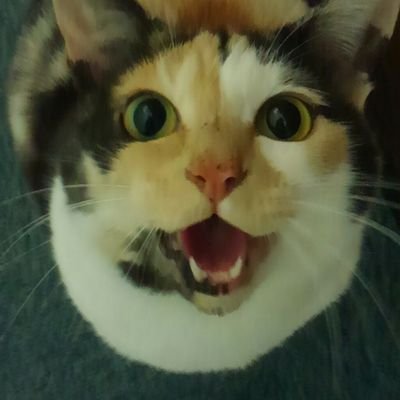 ミケちゃん's profile picture