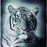 Фото профиля Edurosadosan07