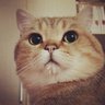 Profilbild von Jackalsin