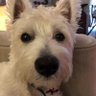 Helen McCash PA to Archie profil fotoğrafı