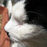 ☆のら♪ profil fotoğrafı